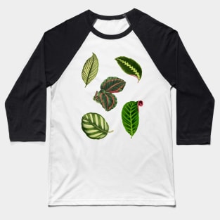 Pack of Calathea leaves Baseball T-Shirt